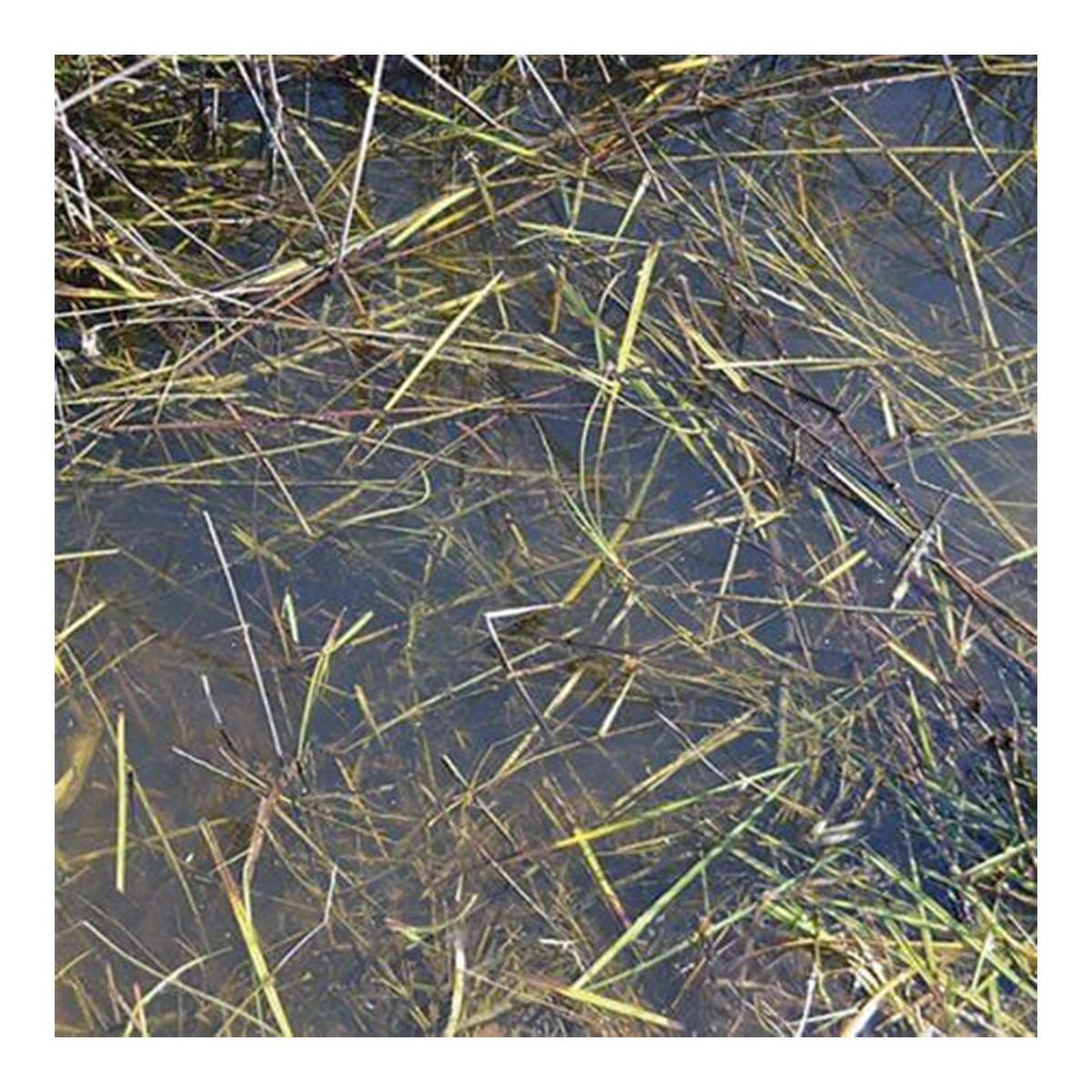 AK Interactive Dioramas - Still Water 250ml