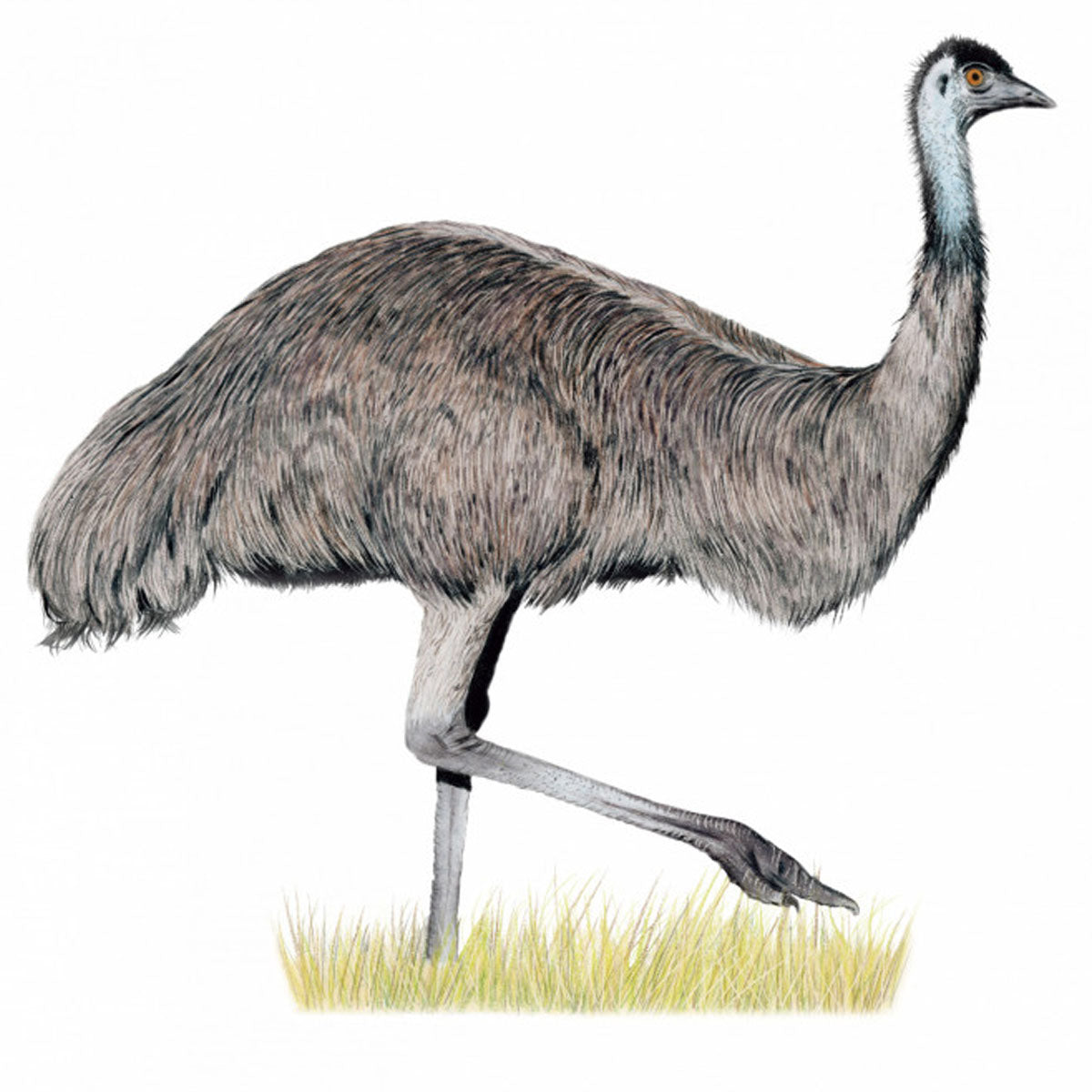 Wingspan Oceania Expansion